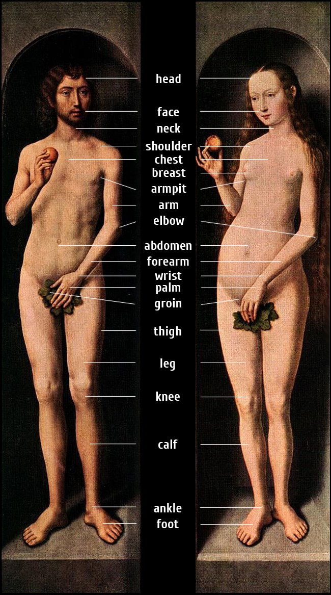 Части тела человека на английском