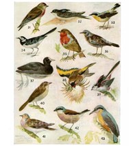Виды птиц с названиями и фото - Хвост Ньюс
