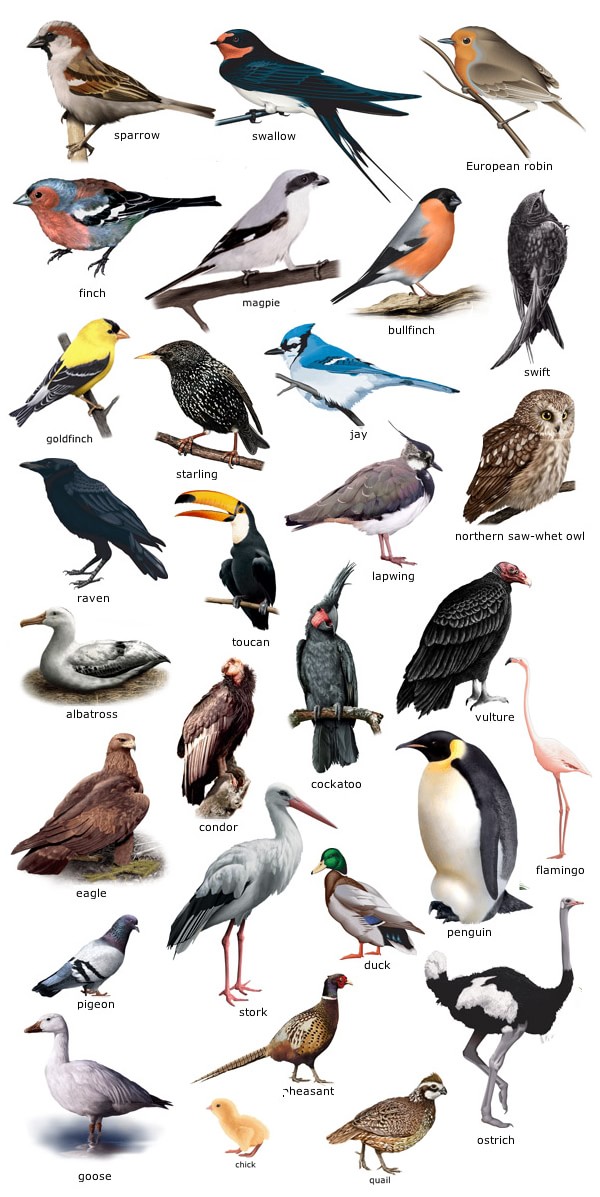 Разновидности Птиц Фото И Их