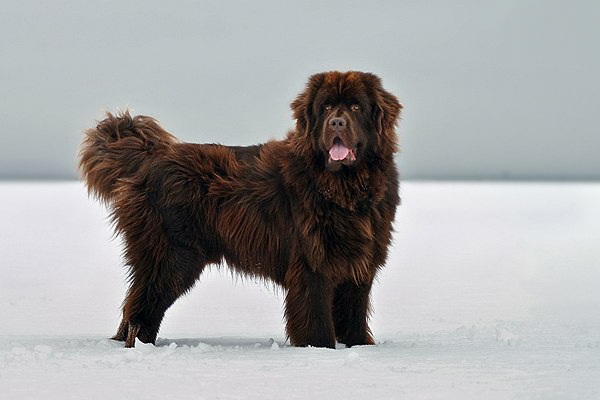 My favorite dog. Ньюфаундленд Бим. Ньюфаундленд шоколадный. Ньюфаундленд и Бернский зенненхунд. Акита ину и ньюфаундленд.