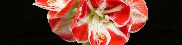 Amaryllis